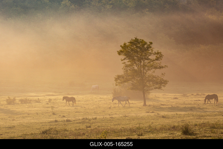 Horses on a meadow in early morning-stock-foto
