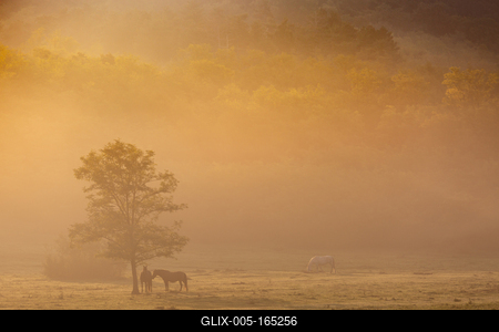 Horses on a meadow in early morning-stock-foto