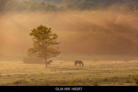 Horses on a meadow in early morning-stock-foto