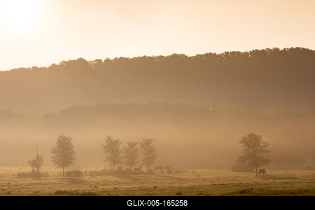 Horses on a meadow in early morning-stock-foto