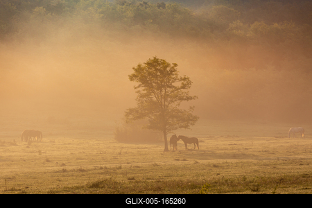 Horses on a meadow in early morning-stock-foto