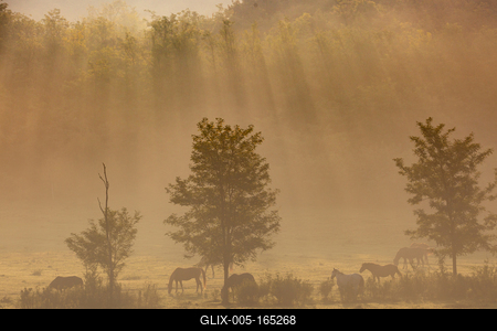 Horses on a meadow in early morning-stock-foto