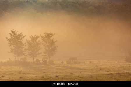 Horses on a meadow in early morning-stock-foto