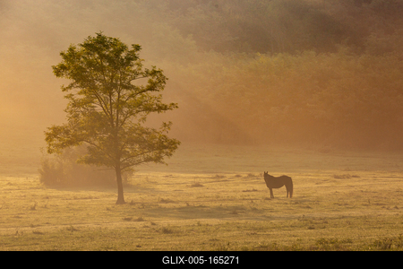 Horses on a meadow in early morning-stock-foto