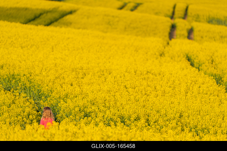 small girl walking in canola field-stock-foto