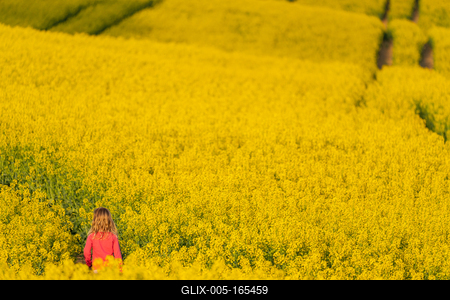 small girl walking in canola field-stock-foto