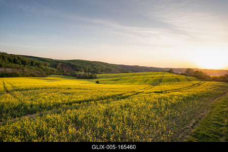 yellow canola field at sunrise-stock-foto