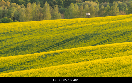 hunting hideaway with yellow canola field-stock-foto