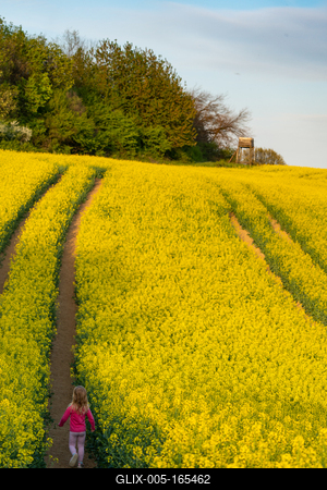 small girl walking in canola field-stock-foto