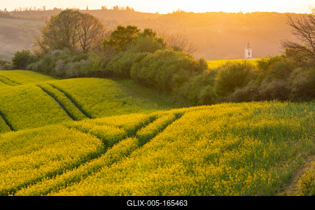 Church tower with yellow canola field in Abaliget-stock-foto