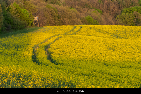 hunting hideaway with yellow canola field-stock-foto