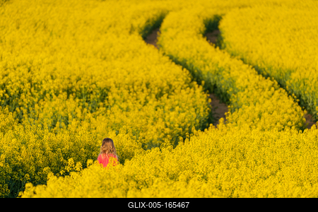 small girl walking in canola field-stock-foto