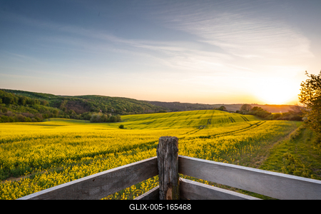 View from hunting hideaway with yellow canola field-stock-foto