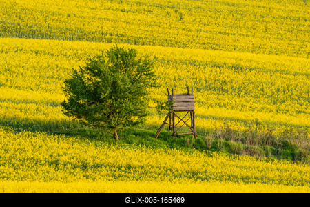 hunting hideaway with yellow canola field-stock-foto