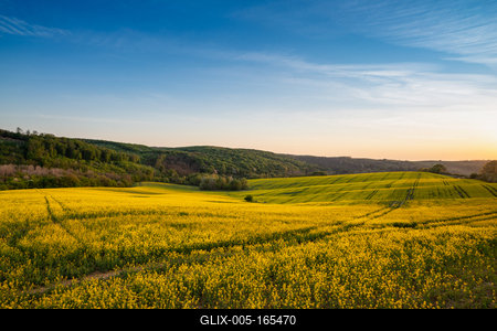 yellow canola field at sunrise-stock-foto
