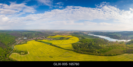 yellow canola field with cloudy sky-stock-foto