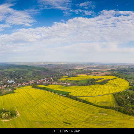 yellow canola field with cloudy sky-stock-foto
