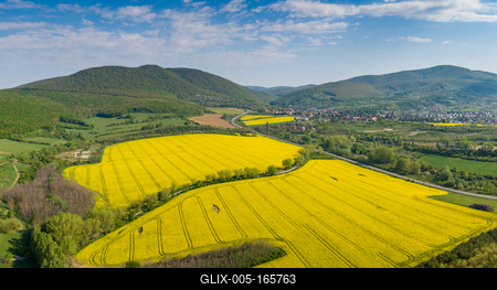 yellow canola field with Mecsek Hills-stock-foto