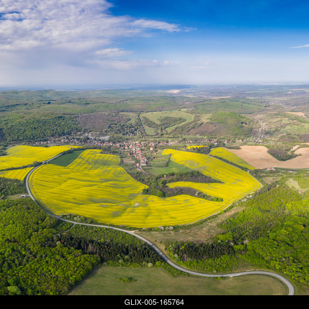 yellow canola field with cloudy sky-stock-foto