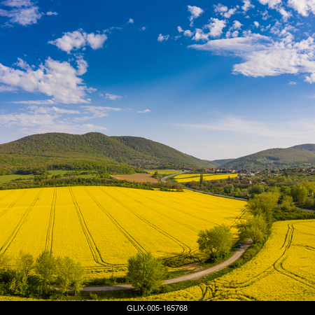yellow canola field with Mecsek Hills-stock-foto