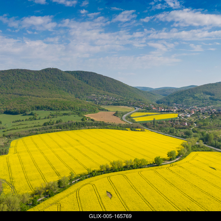 yellow canola field with Mecsek Hills-stock-foto