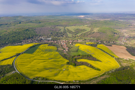 yellow canola field with cloudy sky-stock-foto