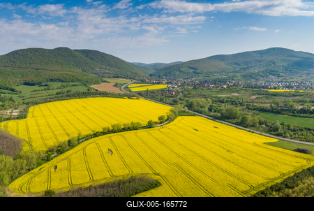 yellow canola field with Mecsek Hills-stock-foto