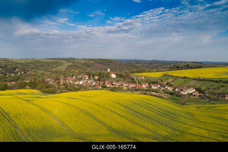 yellow canola field with cloudy sky-stock-foto