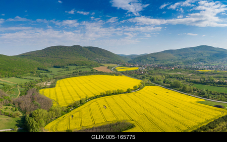 yellow canola field with Mecsek Hills-stock-foto