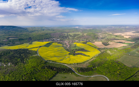 yellow canola field with cloudy sky-stock-foto