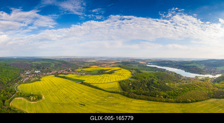 yellow canola field with cloudy sky-stock-foto