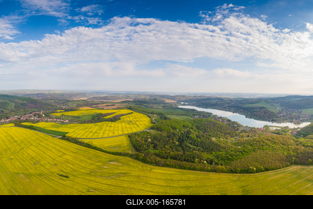 yellow canola field with cloudy sky-stock-foto