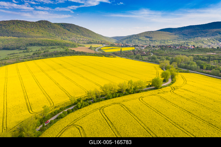 yellow canola field with Mecsek Hills-stock-foto