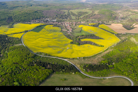 yellow canola field with cloudy sky-stock-foto