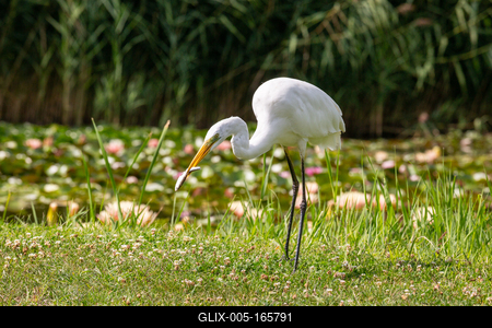 Great Egret (Ardea alba) looks for food-stock-foto