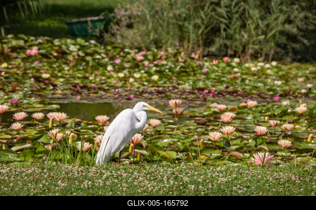 Great Egret (Ardea alba) looks for food-stock-foto