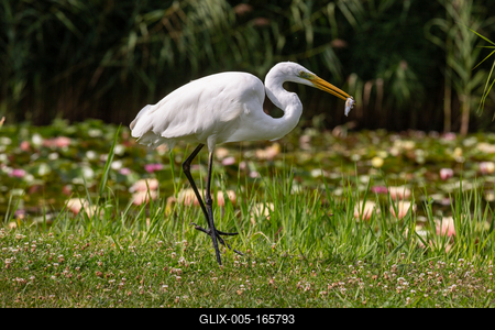 Great Egret (Ardea alba) looks for food-stock-foto