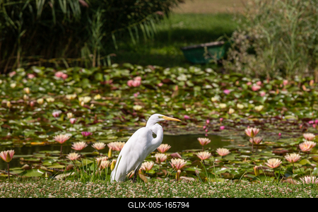 Great Egret (Ardea alba) looks for food-stock-foto