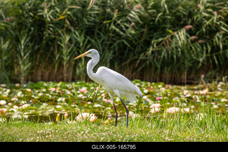 Great Egret (Ardea alba) looks for food-stock-foto