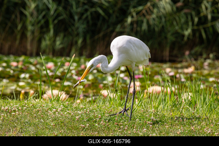 Great Egret (Ardea alba) looks for food-stock-foto