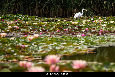 Great Egret (Ardea alba) looks for food-stock-foto
