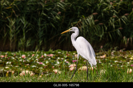 Great Egret (Ardea alba) looks for food-stock-foto