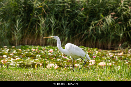 Great Egret (Ardea alba) looks for food-stock-foto