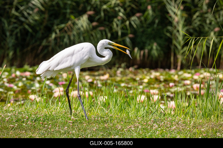 Great Egret (Ardea alba) looks for food-stock-foto