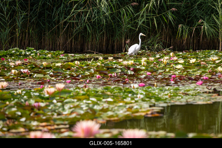 Great Egret (Ardea alba) looks for food-stock-foto