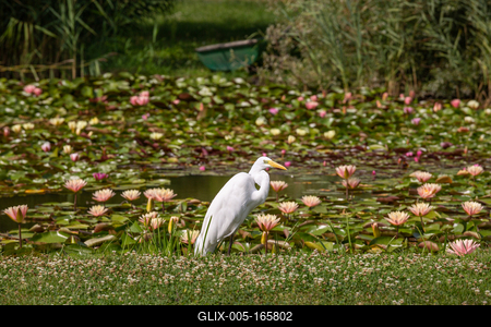 Great Egret (Ardea alba) looks for food-stock-foto