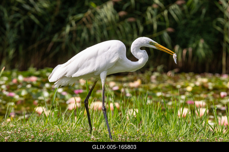 Great Egret (Ardea alba) looks for food-stock-foto
