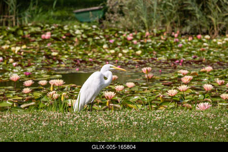 Great Egret (Ardea alba) looks for food-stock-foto