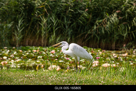Great Egret (Ardea alba) looks for food-stock-foto