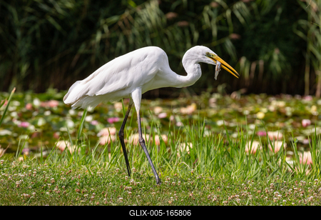 Great Egret (Ardea alba) looks for food-stock-foto